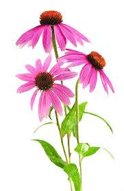 echinacea