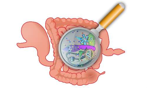 Wat is candida albicans?