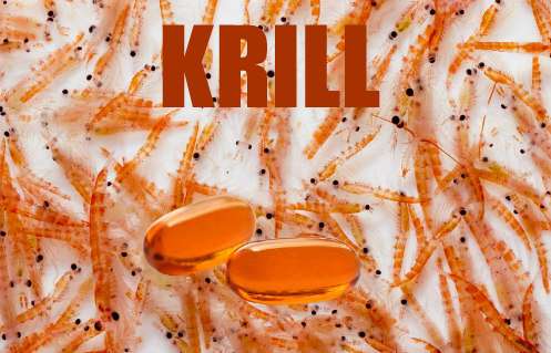 krill